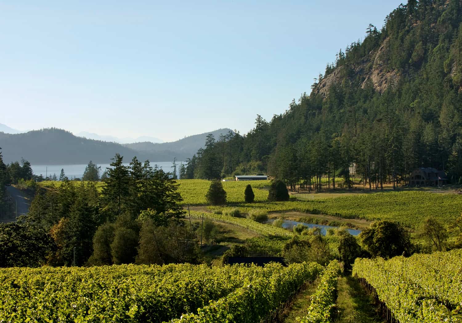 View of vines, ocean, and mountains at Saturna Island Vineyard, Gulf Islands, BC